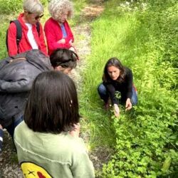 incroyables-chemins-asso-balade-decouverte-plantes-medicinales-comestibles-ploemel-carnac-auray-morbihan-quiberon-nature-rando ateliers/sorties