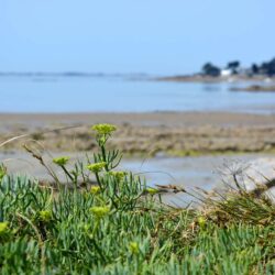 incroyables chemins-balade-plantes-medicinales-littoral-comestibles-morbihan-carnac-etel-quiberon-auray-ploemel balade decouverte plantes littoral carnac plouharnel