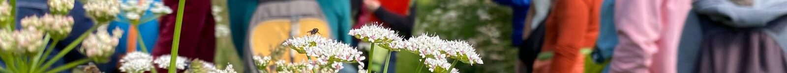 incroyables-chemins-stage-phytotherapie-herboristerie-moulin-des-hirondelles (21) association